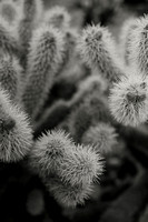 Prickly